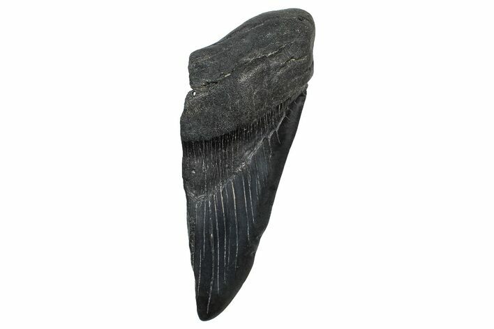 Partial Fossil Megalodon Tooth - South Carolina #376040